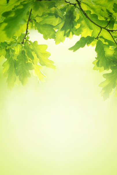 hojas verdes fondo - Foto, imagen