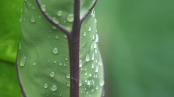 raindrops on  leaf in tropical - Materiaali, video