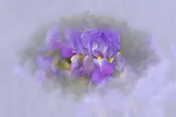 Abstract Iris  with painterly effect - Foto, Bild