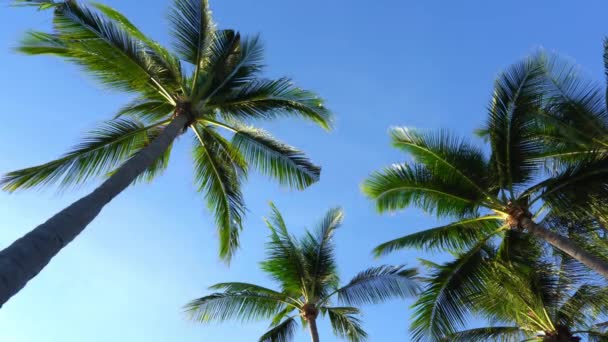 bottom view footage of palm trees in front of sky - Footage, Video