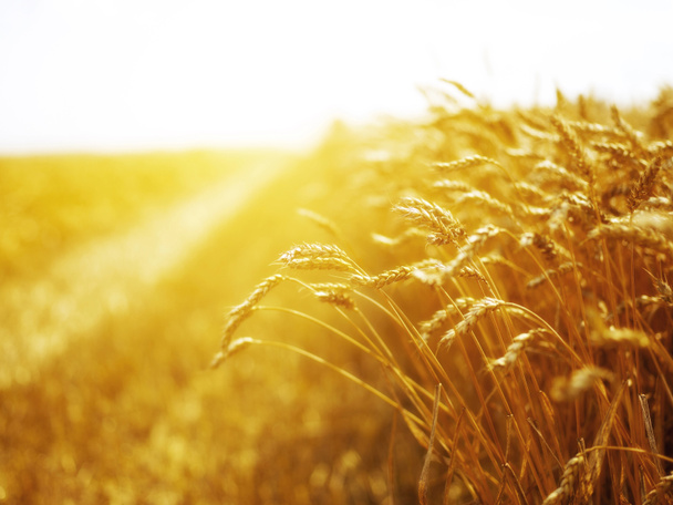 Gün batımında buğday tarlası - Fotoğraf, Görsel