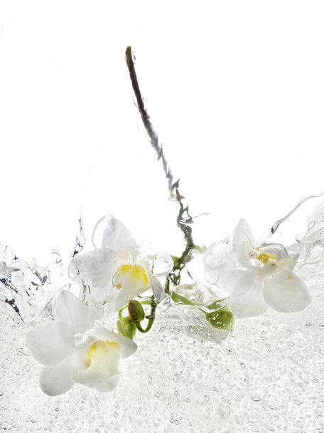 Orchid in water - Foto, immagini