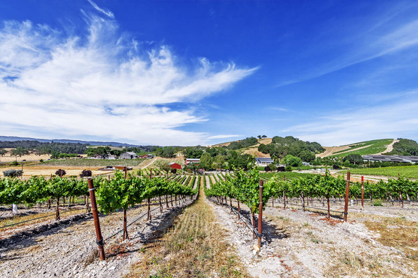 neue Weinberge und Weingüter auf den malerischen Hügeln der kalifornischen Zentralküste, wo Weinberge eine Vielzahl von edlen Trauben für die Weinproduktion anbauen, in der Nähe von Paso Robles, ca. auf der malerischen Autobahn 46. - Foto, Bild