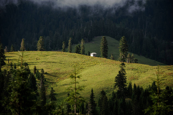 Landscape of meadow with pines and small building - Photo, Image