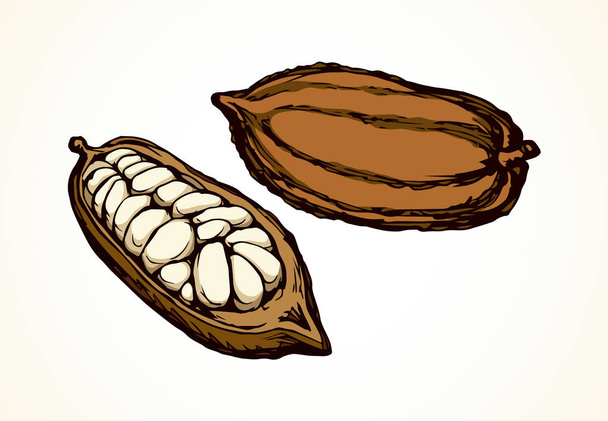 Frutas de cacao. Dibujo vectorial
 - Vector, imagen