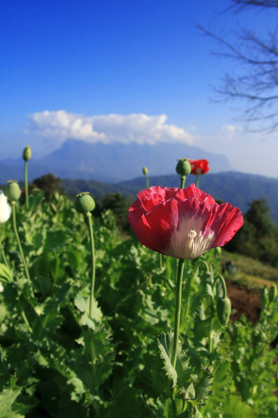 Opium poppy. - Photo, Image
