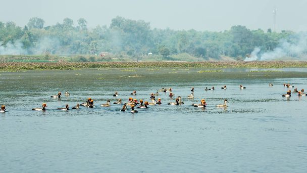 Vögel sterben an Wasserverschmutzung. Rotkopfpochard-Zugvögel fliegen morgens um den Ganges River. Vögel und Tiere sterben wegen giftigen und verschmutzten Wassers aus illegalen Fabriken. - Foto, Bild