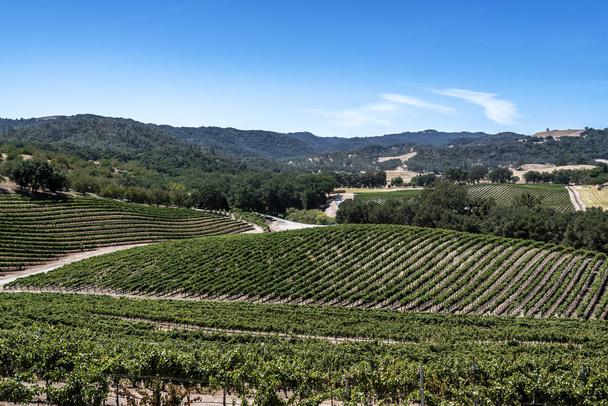 neue Weinberge und Weingüter auf den malerischen Hügeln der kalifornischen Zentralküste, wo Weinberge eine Vielzahl von edlen Trauben für die Weinproduktion anbauen, in der Nähe von Paso Robles, ca. auf der malerischen Autobahn 46. - Foto, Bild