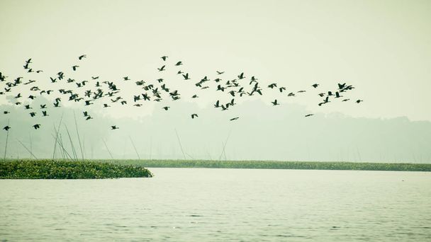 Стадо Баклан Шаг птахи літають по озеру взимку. Мігруючі Водоплавні літають на зворотному шляху до місця гніздування, день про завершення ввечері. Рудрьяагар озеро Неермахал Агартала Тріпура - Фото, зображення