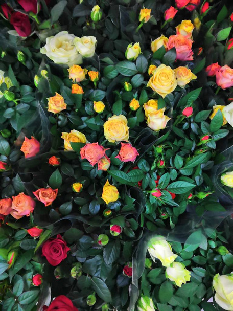 Прекрасные красные лазающие розы. Декоративные красные розы заполнены картиной. Буш красивые восхождения маленькие розы с зелеными листьями
. - Фото, изображение