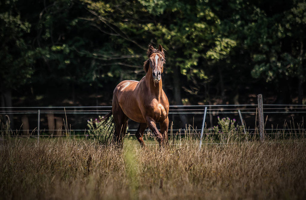 Beautiful stallion in motion on the meadow - 写真・画像