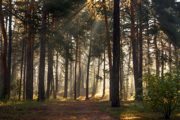 Прекрасный лес, наполненный солнечным светом. Приятная утренняя прогулка среди высоких деревьев. Солнечные лучи играют в ветвях сосен
. - Фото, изображение