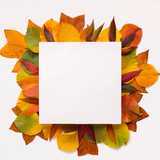落ちた秋の葉を持つテキスト用の空白のスペースを持つ正方形のフレーム - 写真・画像