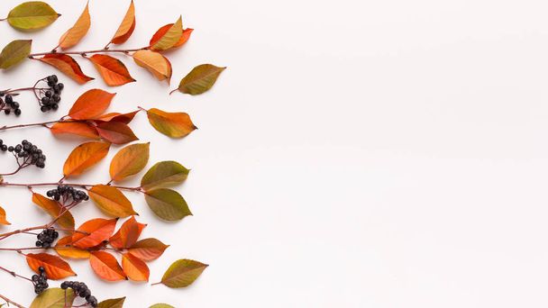 Herbstbeeren und Holunderblätter auf weißem Hintergrund - Foto, Bild