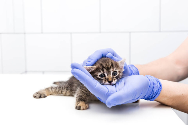Checkup and treatment of kitten by a doctor at a vet clinic isolated on white background, vaccination of pets, tabby cat - Photo, Image