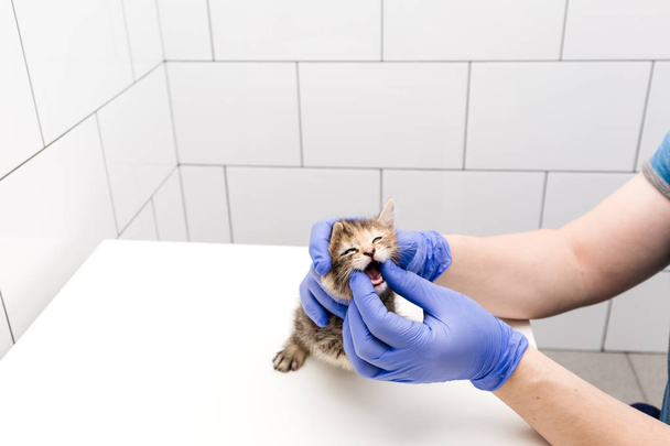 Un veterinario comprueba la boca y los dientes de un gato en una clínica veterinaria aislada sobre fondo blanco
. - Foto, imagen