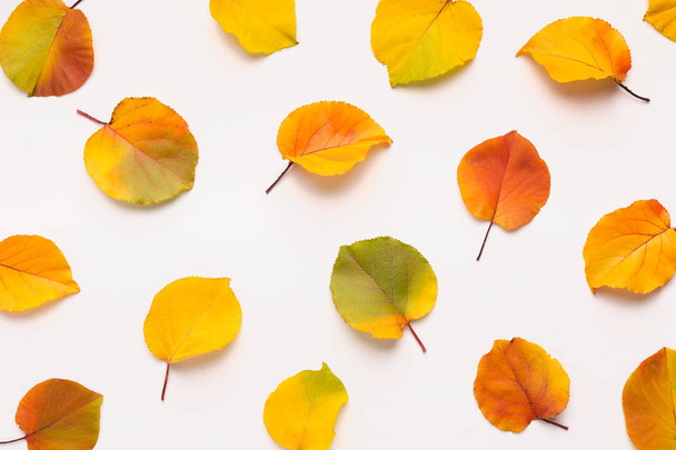 Colored fallen leaves laying out on white background - Photo, Image