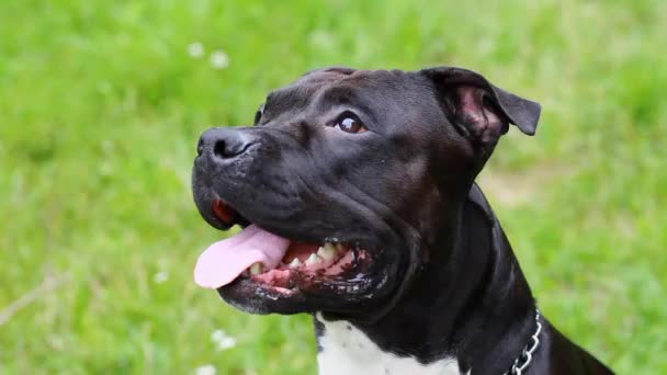 Black american staffordshire terrier in the field. Smiling amstaff looking at the camera. Young pit bull white and black color sitting on a grassy lawn. Pit bull, black head pit bull is friendly  - Footage, Video