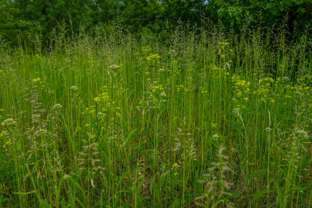 Hierbas altas y flores silvestres creciendo en la pradera
 - Foto, imagen