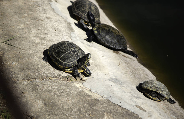 Turtles on lake - Photo, Image