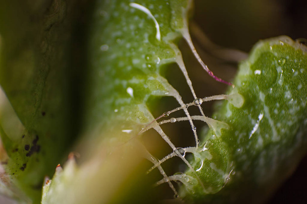 Macro image of the leaf of the Tiger's Jaw (Faucaria tigrina), an interesting succulent originating from the Eastern Cape, South Africa. - Photo, Image