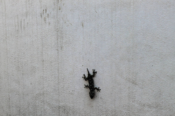 Lizard in the Wall - Fotografie, Obrázek