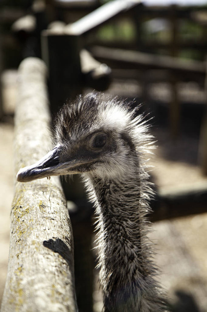 avestruz selvagem
 - Foto, Imagem