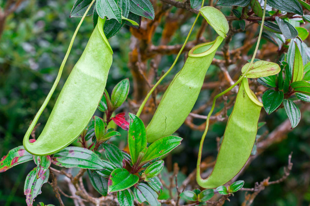 Nepenthes w lesie naturalnym jest rodzajem roślin żywieniowych zwierząt - Zdjęcie, obraz