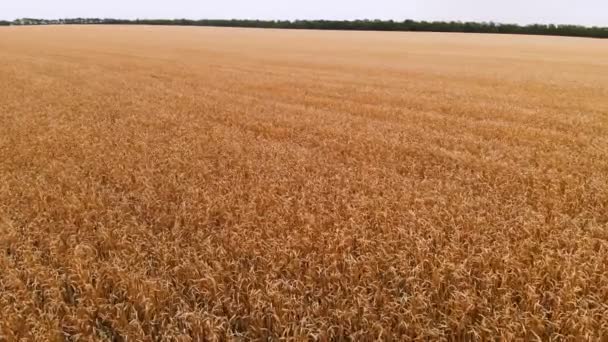 Luchtfoto van een rijp tarwe veld. Panoramische beweging over tarwe. Agrarische productie van brood in 4k-resolutie - Video