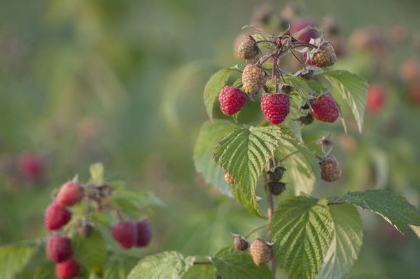 red raspberry berries hang on the branches. raspberry plantation raspberry bush with berry. - Photo, Image