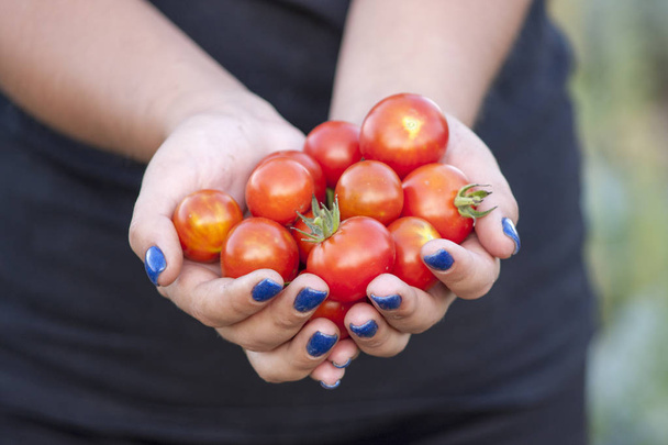 女の子は日没時に新鮮なトマトを持っています。食品、野菜、農業 - 写真・画像