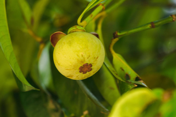 Mangostan auf dem Baum ist eine lokale thailändische Frucht. der Geschmack ist süß, säuerlich und hat einen milden Geschmack. - Foto, Bild