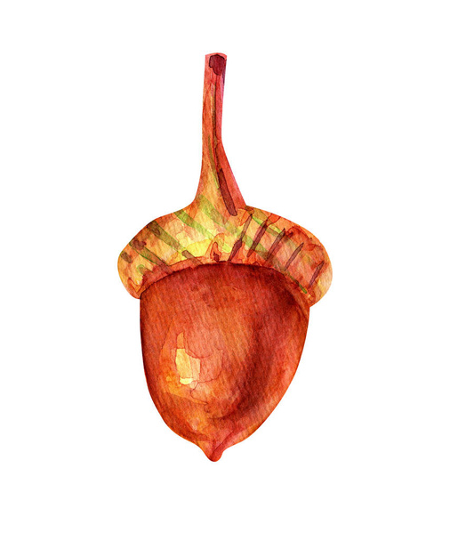 Watercolor illustration with acorn. - Photo, Image