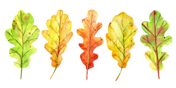 Akvarell őszi szett tölgylevelekkel. - Fotó, kép