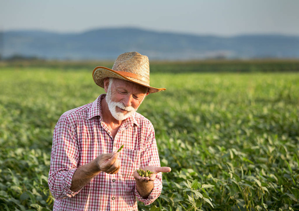 Фермер держит соевые стручки в руках в поле
 - Фото, изображение