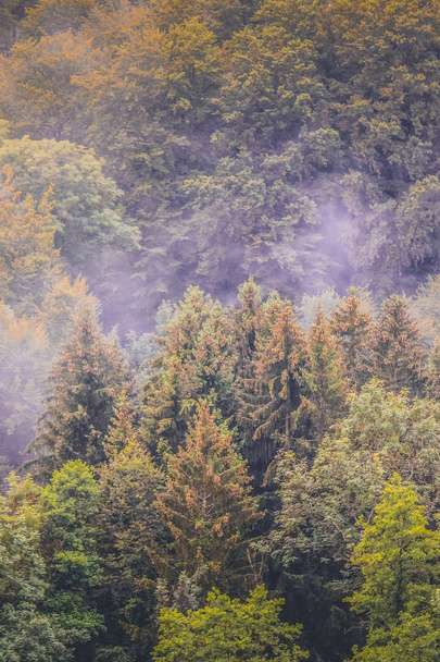 Вертикальна фотографія барвистого осіннього лісу, сфотографованого в туманний ранок зверху. Муді пейзаж. Вуд восени. Гіпстерський вінтажний ретро-стиль. Лабіринт
 - Фото, зображення