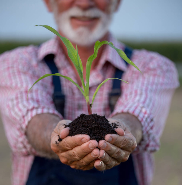 Agricultor sosteniendo maíz joven con tierra en las manos
 - Foto, imagen