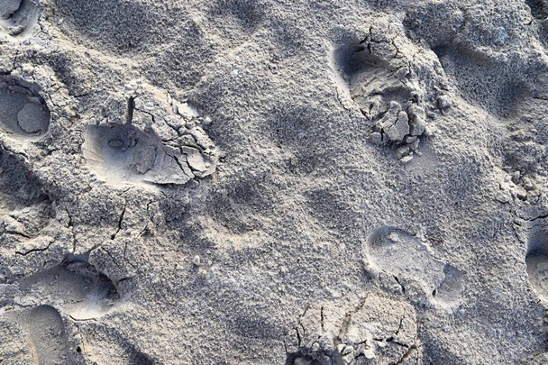 Vista detallada de la arena en la playa del mar Báltico en alta resolución
 - Foto, imagen