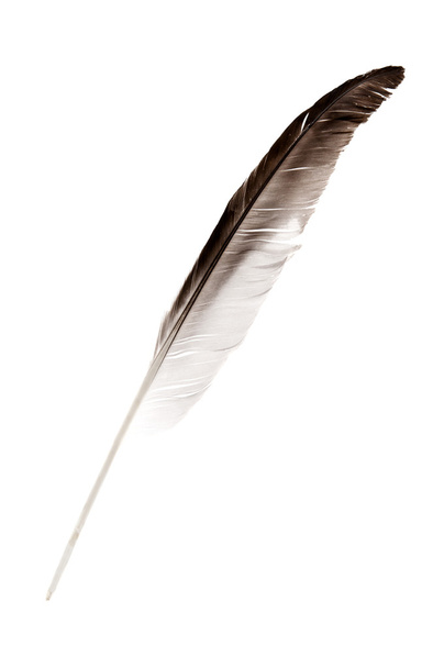 Feather on white background - Foto, afbeelding