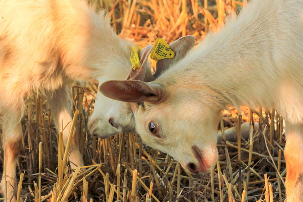 chèvre dans un champ de blé en Turquie
 - Photo, image