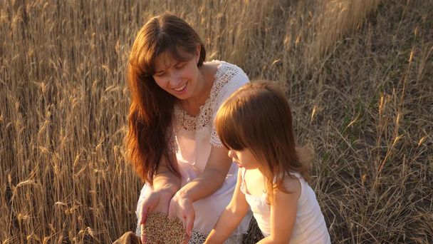 matka i małe dziecko grają z ziarnem w torbie na polu pszenicy. Szczęśliwa matka rolnik gra z małym synem, córką w polu. ucha pszenicy w ręku dziecka. Koncepcja rolnictwa. - Zdjęcie, obraz