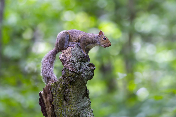 Wschodnioszara wiewiórka (Sciurus carolinensis) w lesie - Zdjęcie, obraz
