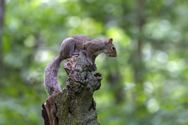 L'écureuil gris (Sciurus carolinensis) dans la forêt
 - Photo, image