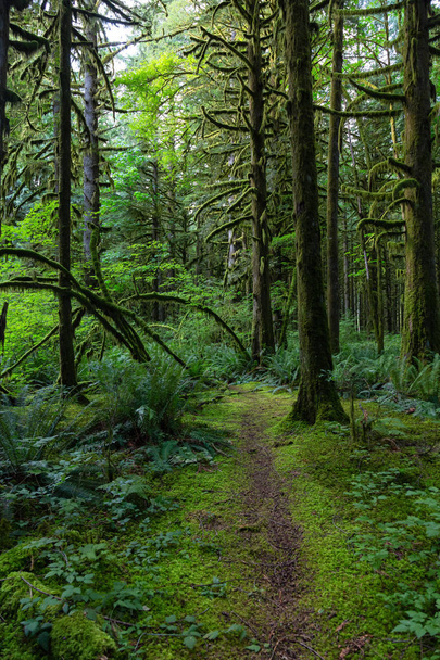 Bellissimi alberi verdi immersi nel muschio durante una vivace giornata estiva. Preso nel Golden Ears Provincial Park, Maple Ridge, Greater Vancouver, Columbia Britannica, Canada
. - Foto, immagini