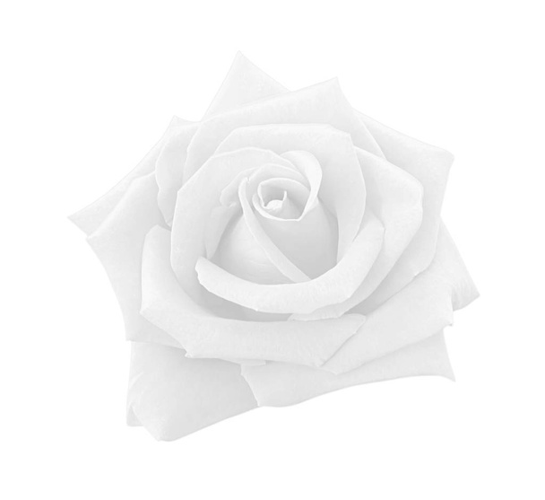 White gray rose isolated on white background, clipping path and  - Photo, Image