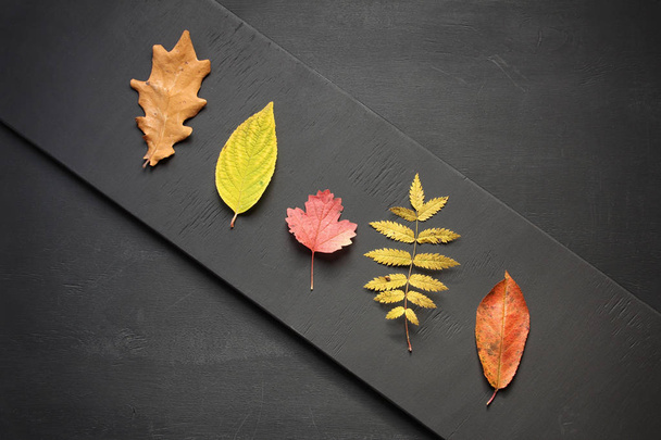 Autumn flat lay. Composition of different colorful fallen leaves lying in diagonal line on blackboard background with copy space. Fall, back to school, seasonal concept. - Фото, зображення