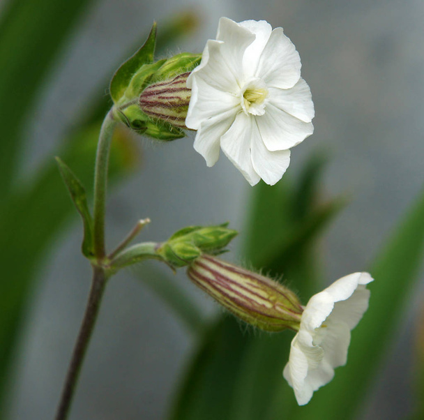 Silene vulgaris flowers  - Photo, Image