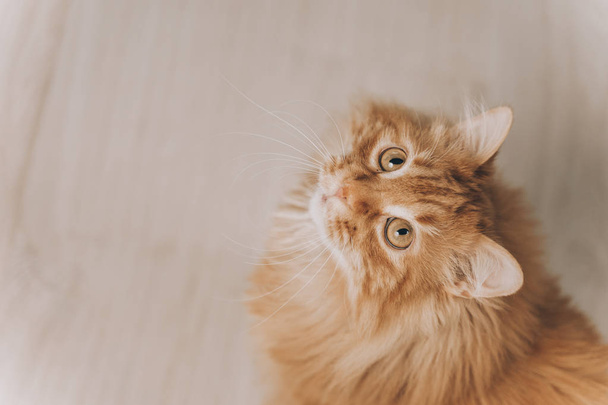 Lähikuva punainen kissa vihreät silmät katselee kameraan. Söpö abortoitava punainen kissa kysyy ruokaa
. - Valokuva, kuva