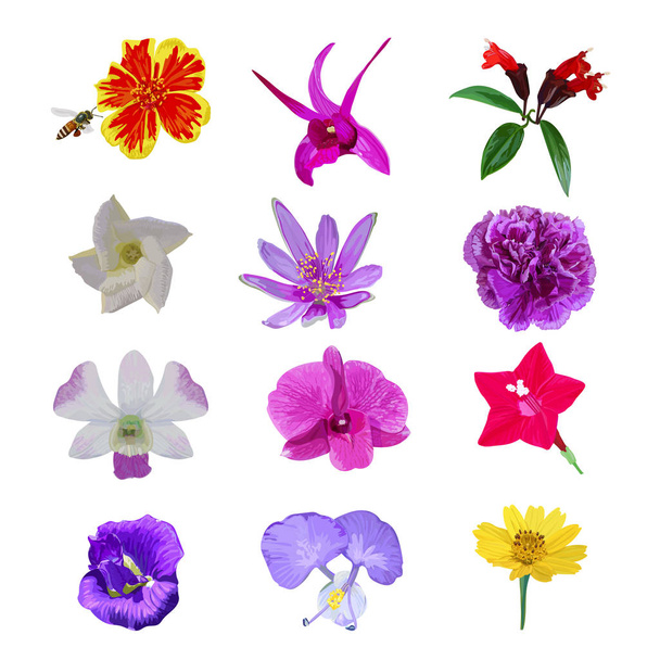Colorful realistic flower isolated collection set on white backg - Vector, Image
