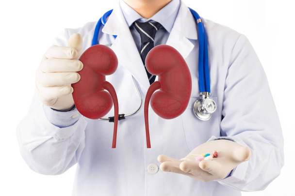 doctor check 3D kidney urology , kidney disease with medicine  - Photo, image